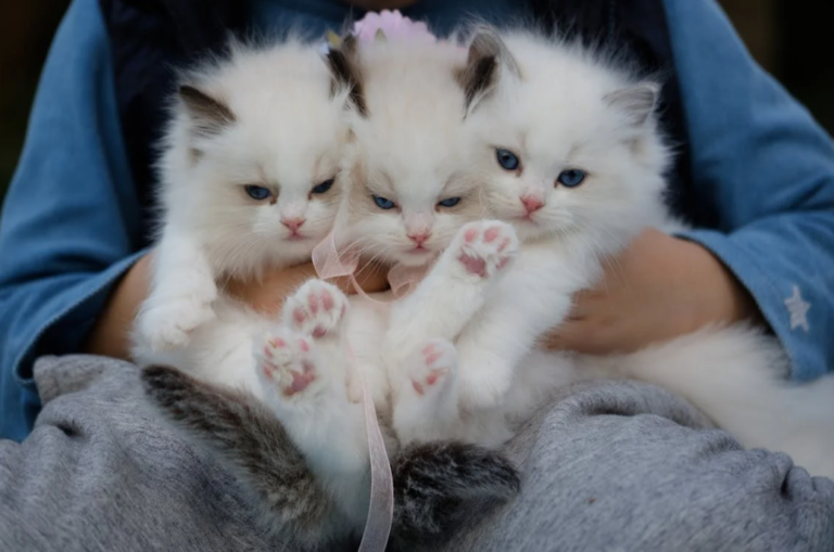 “The Purrfect Match: Find the Best Cat Breed for You!”