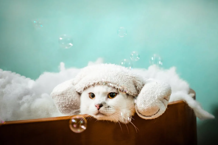 Top 10 Eco-Friendly Cat Products for Purrfect Sustainability