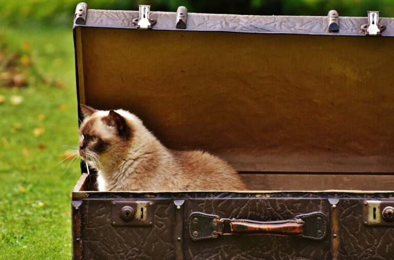Purrfect Travel: Top 10 Cat Tips & Tricks!
