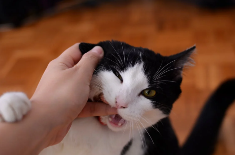 Cat-titude Chronicles: Deciphering Feline Behavior
