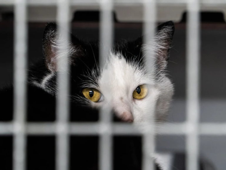 Purr-fectly Compelling: The Magic of Adopting a Rescue Cat