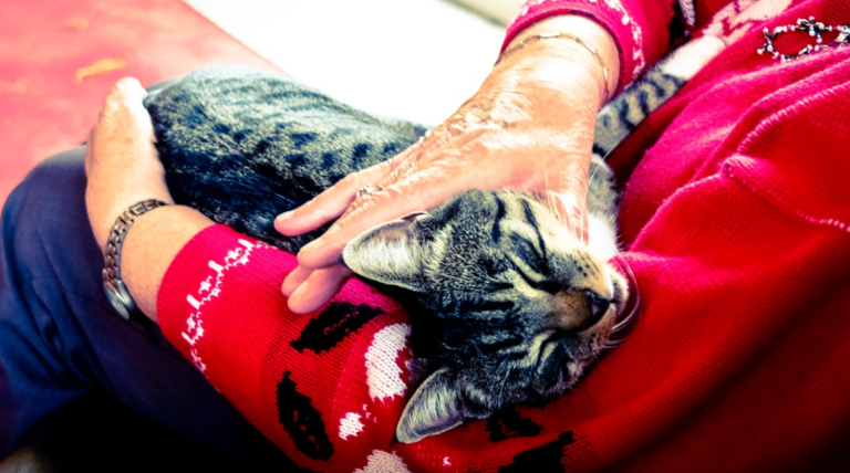 Wise Whiskers: The Ultimate Guide to Senior Cat Care